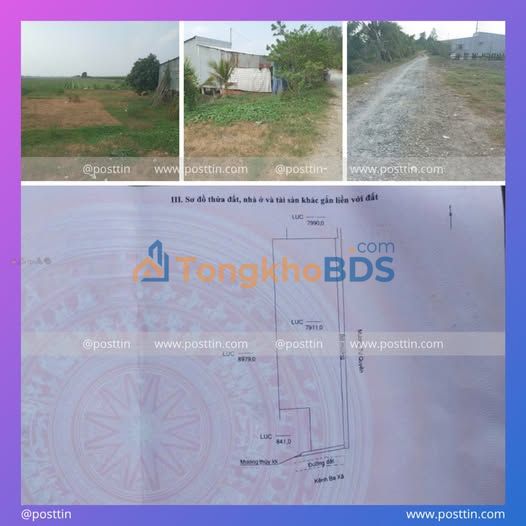 Đất Lúa An Giang 7911m² - Đầu tư sinh lời bền vững tại Châu Thành