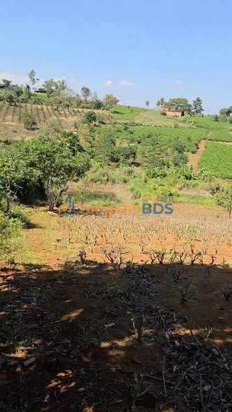 Đất Vườn 12240m² Sổ Hồng Sẵn Sàng Tại Ngã Ba Tâm Nguyên, Bảo Lộc - Giá Đầu Tư 3.95 Tỷ