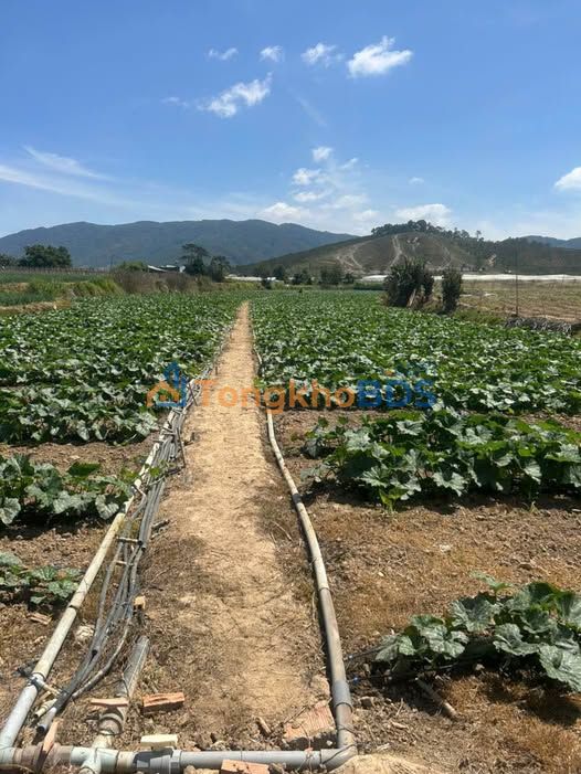 Bán Gấp 6 Sào Đất Nông Nghiệp Xã D'Ran, Đơn Dương - Giá 2.7 Tỷ