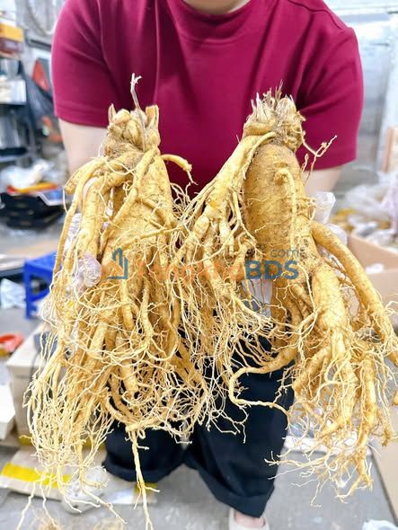 Đất nền Đất Đỏ 510m² - Sổ đỏ chính chủ