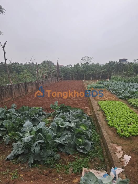 Đất Vàng Bình Lục - 173m² Thổ Cư, Mặt Tiền 6m, Giá Hơn 1 Tỷ