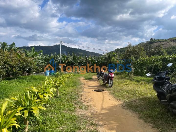 Farm Sầu Riêng 5300m² Lộc Nam, Bảo Lâm - Giá 2.8 Tỷ, Sẵn Sổ