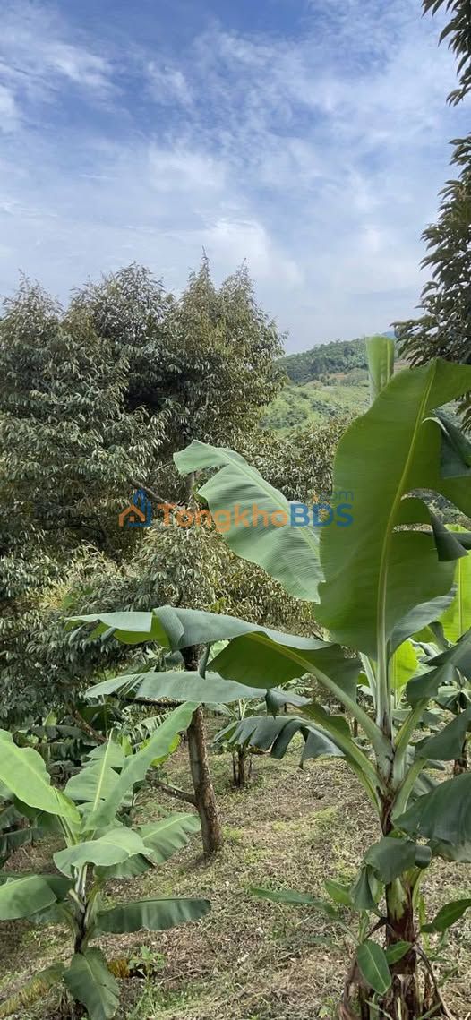 Bán Đất Vườn 28800m² Xã Lộc Nam, Bảo Lâm - Sổ Hồng Thổ Cư Sẵn Sàng