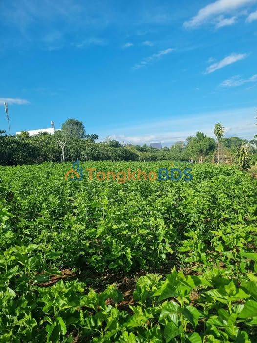 Bán Đất Nền 1400m² Giá 3.5 Tỷ - Hẻm Lý Thái Tổ, Bảo Lộc - View Thoáng