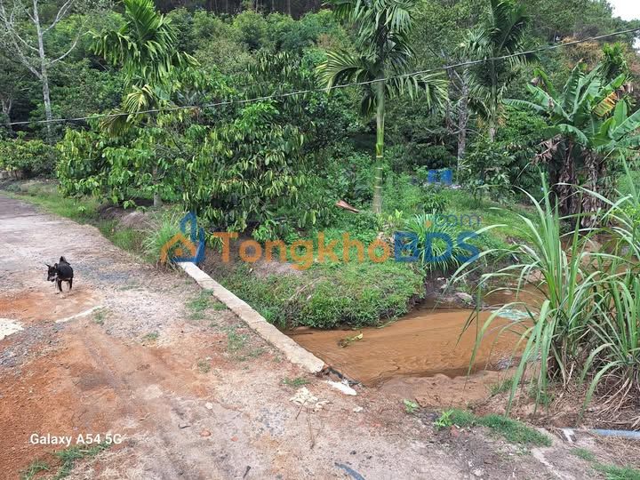 Bán Gấp 2ha Đất Vườn Lâm Đồng - 6 Tỷ - Sổ Đỏ Sẵn Sàng