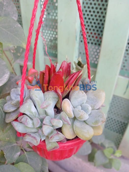 Đất Vàng Hàm Thuận Nam 1200m² - Đường Ô Tô, Giá Thương Lượng