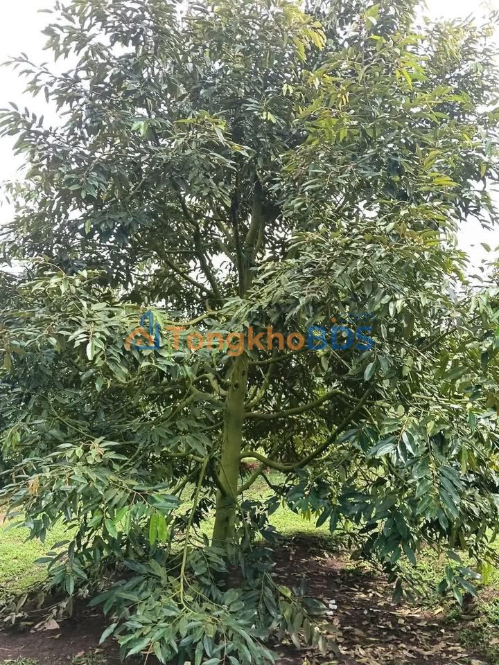 Đất Farm Sầu Riêng Ea Kênh, Krông Pắc - 2.8 Sào - 3.12 Tỷ - Gần Bệnh Viện Mới