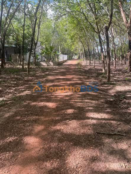 Đất Nền Long Hoà Dầu Tiếng 500m² ONT - Sổ Hồng Sẵn Sàng