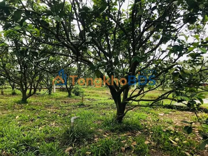 Bán đất 1044m² Đồng Phú, Bình Phước - Sổ hồng sẵn, giá 390 triệu