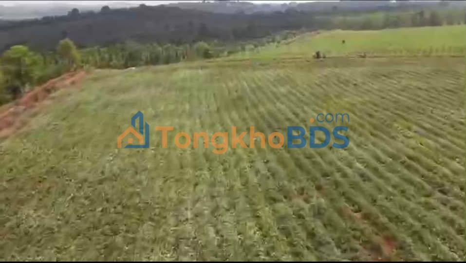 Bán Rẫy 5.4ha Đắk Nông - Sổ Hồng Sẵn, Chất Đất Bazan Màu Mỡ