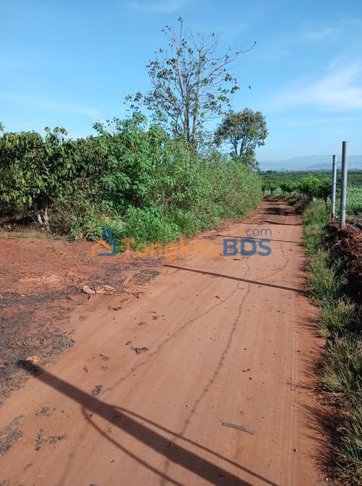 Đất Vườn 7000m² Lâm Đồng - Sổ Đỏ, Mặt Tiền Đường Bê Tông, Giá Đầu Tư