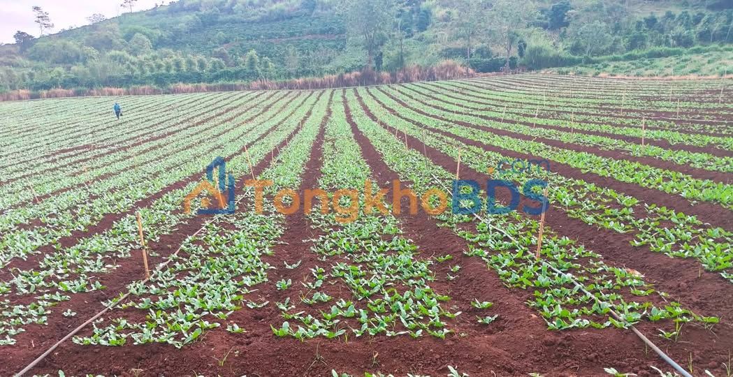 Bán Nhanh 4.8 Sào Đất Tân Hội, Đức Trọng - Sổ Riêng, Mặt Tiền 50m