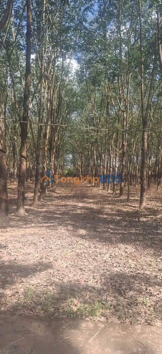 Bán Gấp Rẫy 2.8ha Đồng Phú, Bình Phước - Sổ Thổ Cư, Mặt Tiền 240m