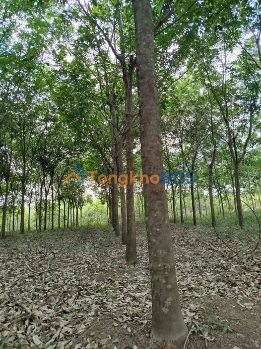 Bán 2.4Ha Cao Su 8 Năm Tuổi Tại Thuận Phú, Bình Phước - Sổ Đỏ Rõ Ràng