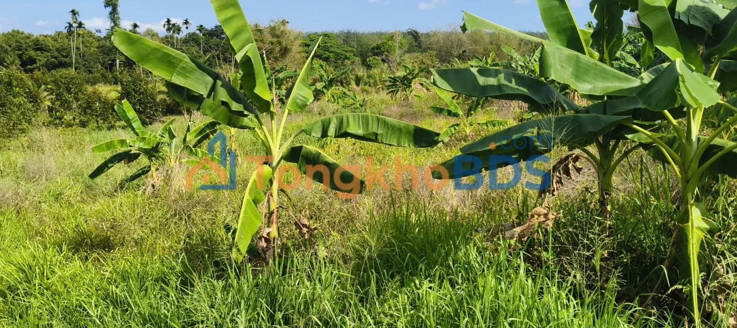 Đất Vườn 1250m² Ấp Đồi Rìu, Long Khánh - Sổ Hồng Riêng, Đầu Tư Sinh Lời