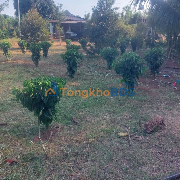 Đất Vườn 4325m² Sổ Hồng Sông Ray, Cẩm Mỹ - Giá Đầu Tư 3 Tỷ