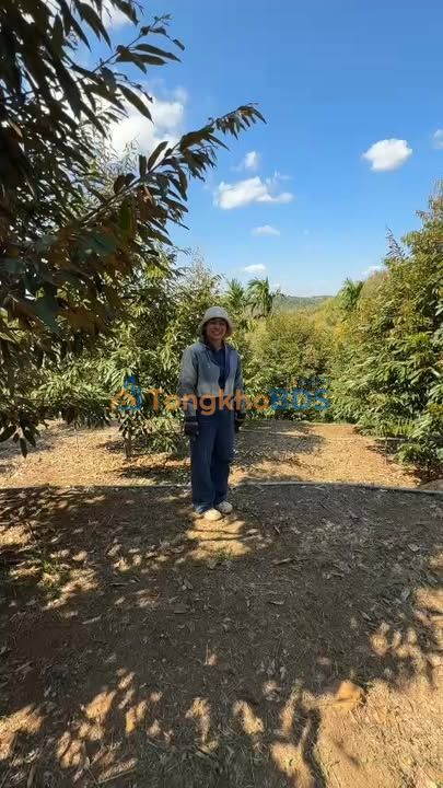 Farm 1.5ha Đắk Lắk - Nhà Đẹp, Sầu Riêng Thu 20 Tấn - Giá 6 Tỷ