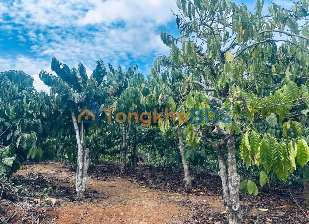 Bán Gấp 4 Sào Đất Trồng Cà Phê Sổ Hồng Riêng Tại Tân Hội, Đức Trọng
