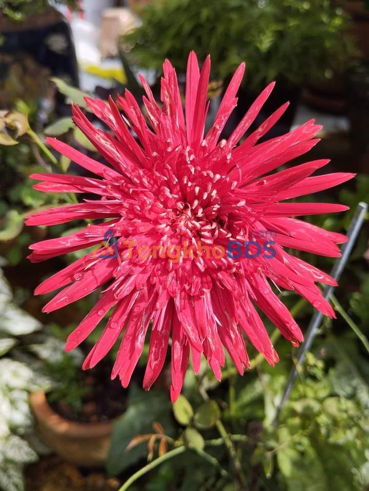 Bán đất thổ cư 245m² tại Vũng Liêm - Sổ hồng sẵn, giá 150 triệu