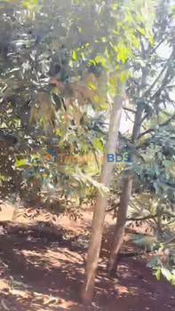 Đất Vườn Sầu Riêng VIP Eblang, Đắk Lắk - 7000m² Thu Nhập Khủng