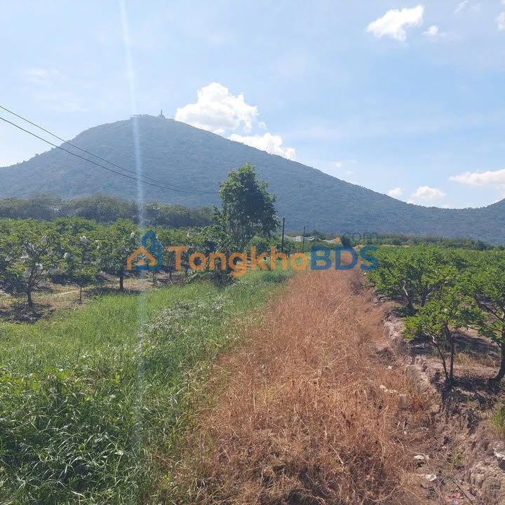 Bán Đất Vườn Long An 15.000m² - Trồng Mãng Cầu, Sổ Hồng Sẵn Sàng