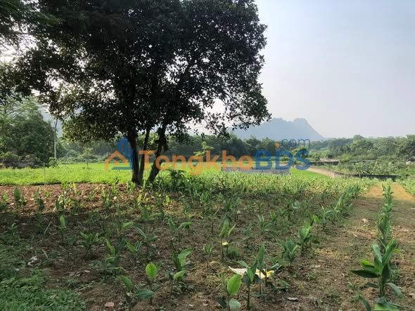 Đất Nền Hòa Bình 1.4ha - Tặng 7000m² - Sổ Hồng Riêng