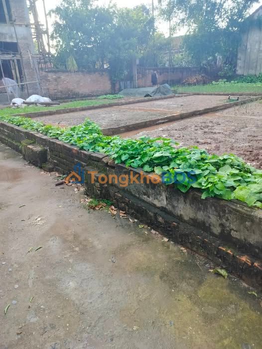 Đất nền 40m² Thụy Hương, Chương Mỹ - Sổ đỏ sẵn sàng giao dịch