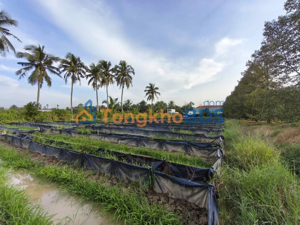 Đất nền DT903 Chánh An 2.367m² - Đất thổ cư 100%