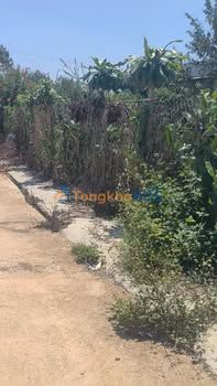 Đất nền Đoàn Thị Điểm Bảo Lộc 1000m² 1.65 tỷ - Xây dựng tự do