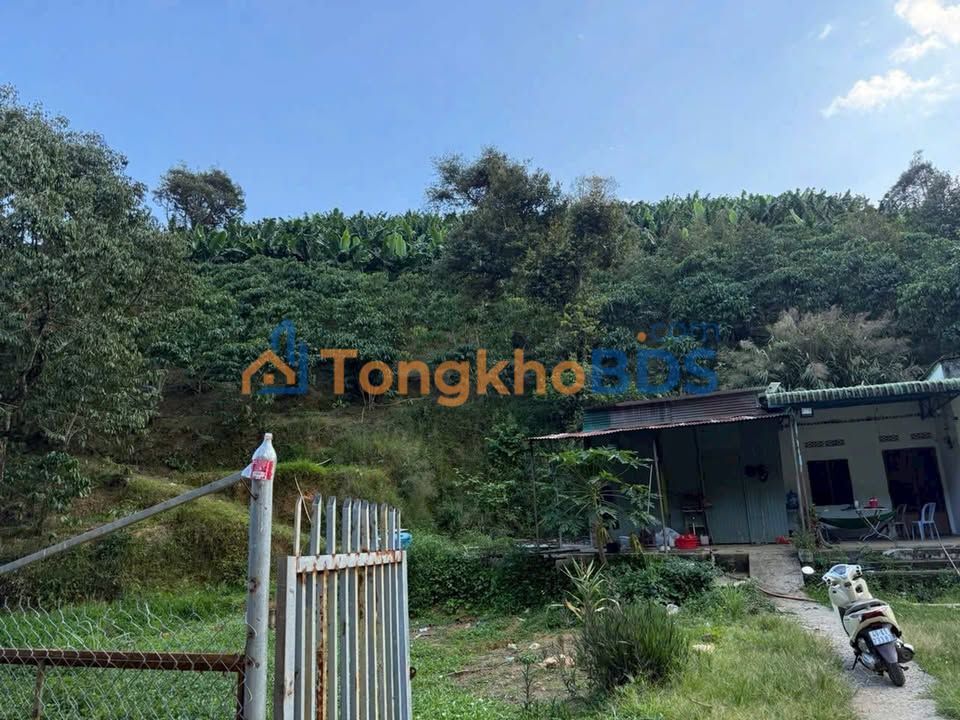 Bán Gấp Vườn Cafe 7200m² Mặt Tiền 100m Tại Tân Lạc, Bảo Lâm