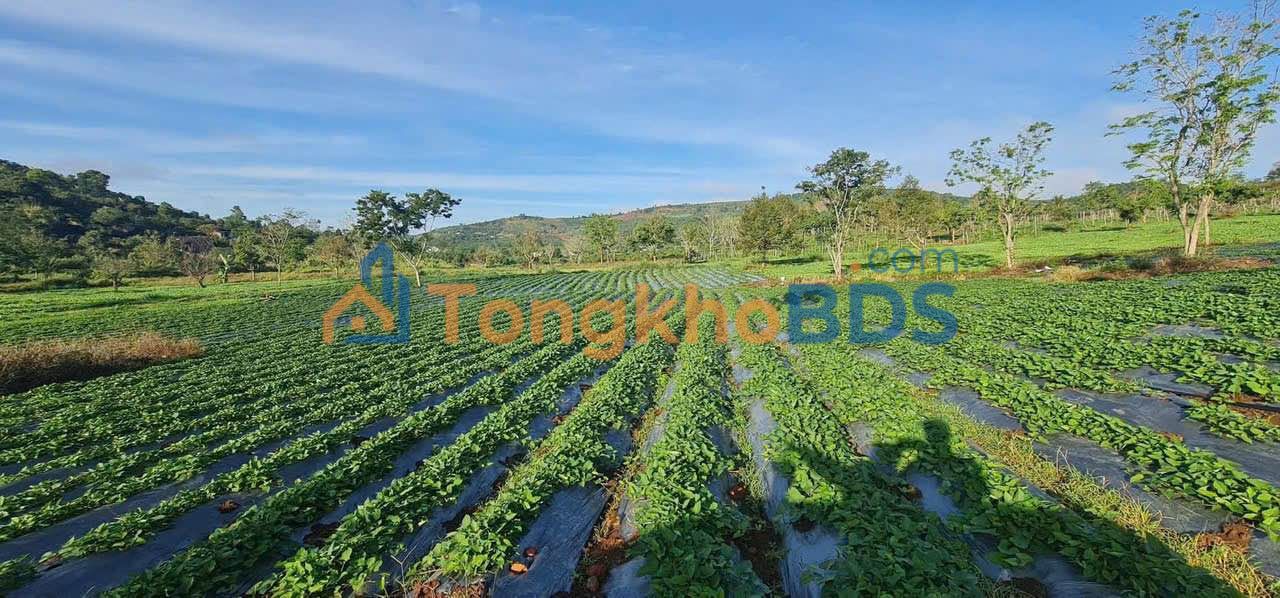 Bán Gấp 2.6ha Đất Vườn Tân Lâm, Di Linh - Mặt Tiền Nhựa 255m, Giá Tốt