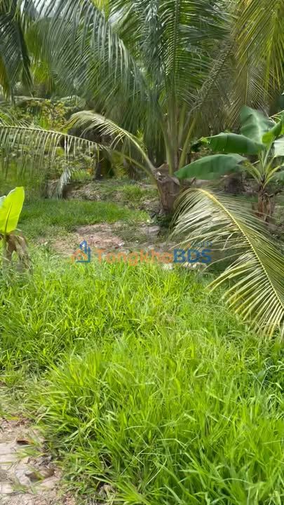 Đất nền 2622m² Xuân Đông, Mỹ Thọ - Mặt tiền ô tô, 1.55 tỷ/công