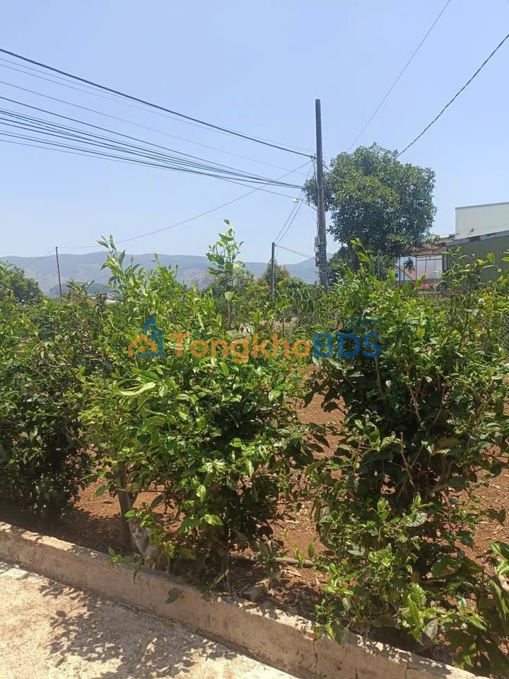 Đất Nền Lâm Hà 1800m² Mặt Tiền Kinh Doanh - Sổ Hồng Sẵn Sàng