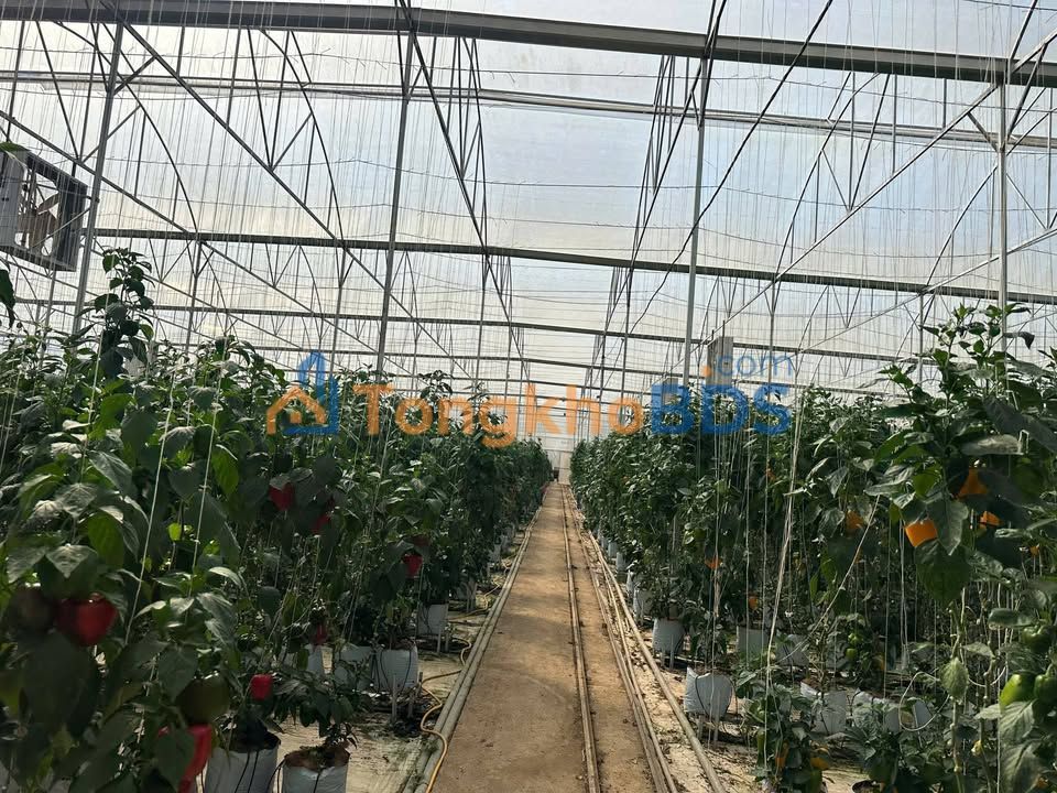 Bán Gấp Farm Nhà Kính 7600m² Tại Đức Trọng, Lâm Đồng - Thu Nhập Hơn 200 Triệu/Tháng