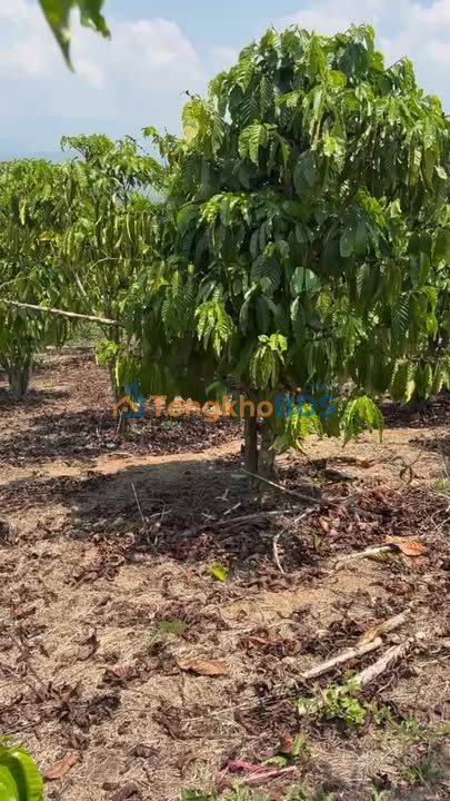 Bán Gấp 9 Sào Đất Cà Phê Tân Lâm, Di Linh - Giá Đầu Tư 1.8 Tỷ