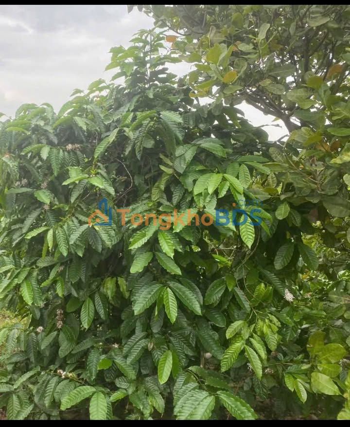 Farm Đông Hòa Phú Yên 1,2ha 8,33 tỷ - Giá đầu tư tốt