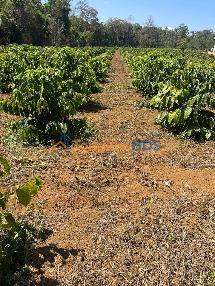 Bán Đất Vườn Đắk Nông 20.000m² - Giá Đầu Tư 2.7 Tỷ