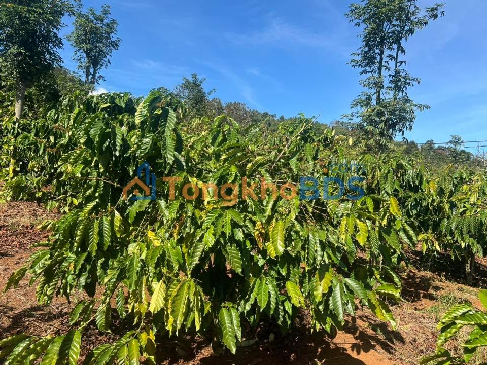 Trang trại Lạc Xuân 2.5ha giá thỏa thuận - Pháp lý rõ ràng