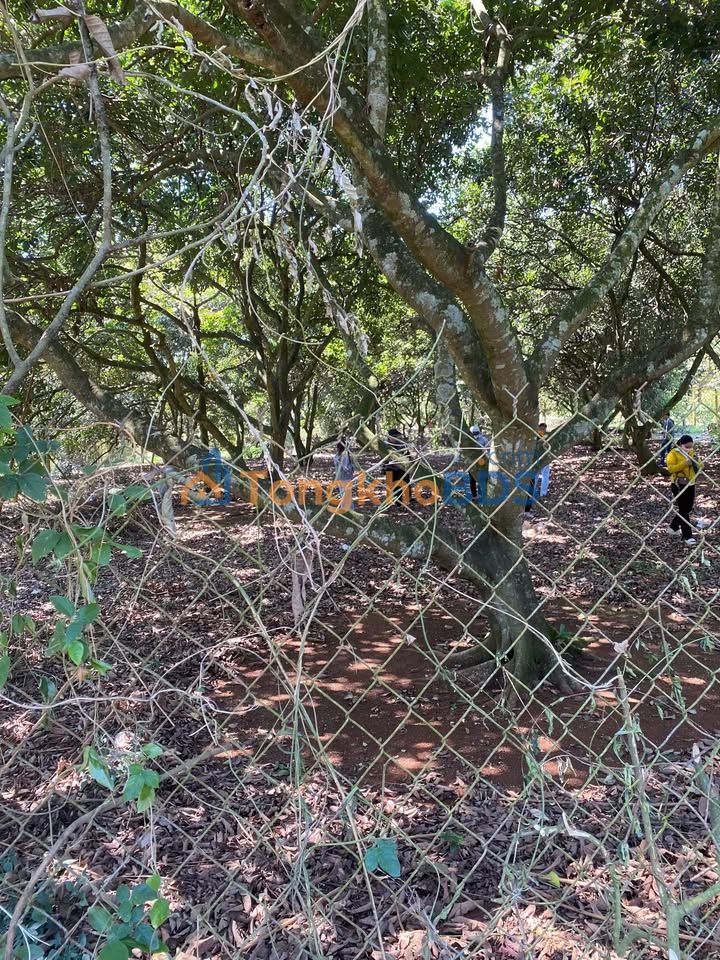 Đất Nền 1000m² Sổ Riêng Full Thổ Cư, Phường Xuân Lập Long Khánh - Giá Tốt