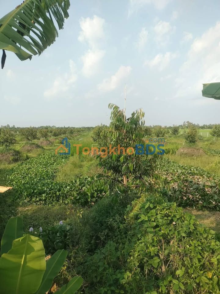 Bán Gấp 2.2ha Sầu Riêng Monthong Tháp Mười - Giá Tốt