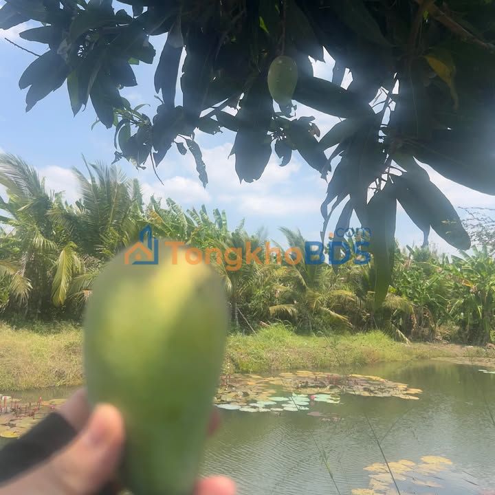 Đất vườn Long Tân 5.000m² 6.8 tỷ - Sổ hồng sẵn