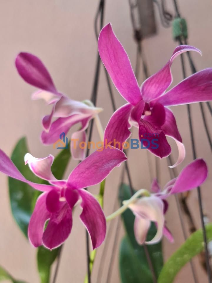 Bán đất 67m² full thổ cư, ngang 5m, nở hậu, Bình Phước - Giá tốt