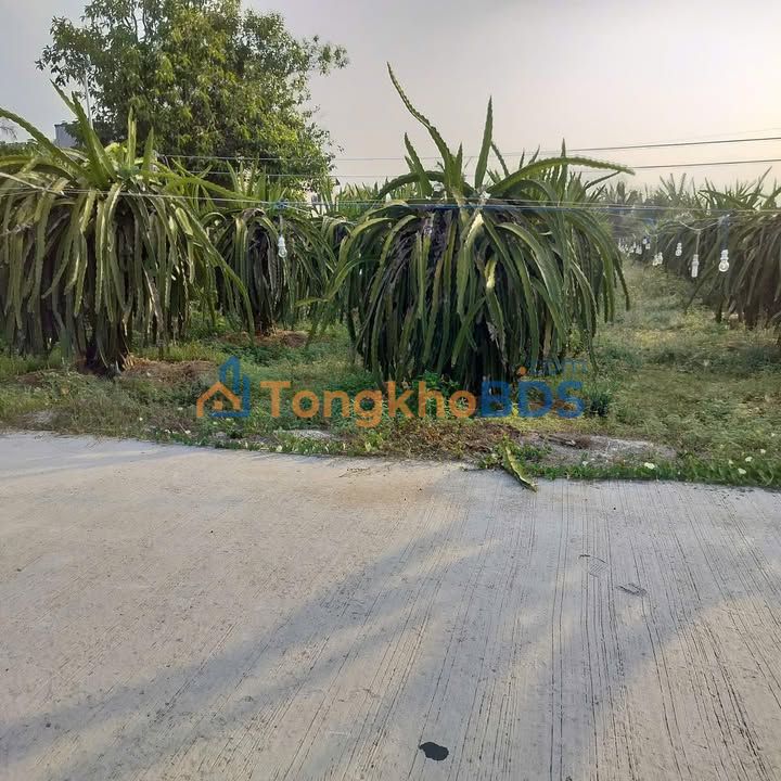 Bán đất 10.000m² mặt tiền bê tông, H. Sơn Dương, T. Tuyên Quang - Giá 3.7 tỷ