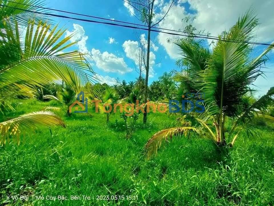 Đất nền Thanh Tân Bến Tre 5 mẫu 90 tỷ - Đường to ô tô