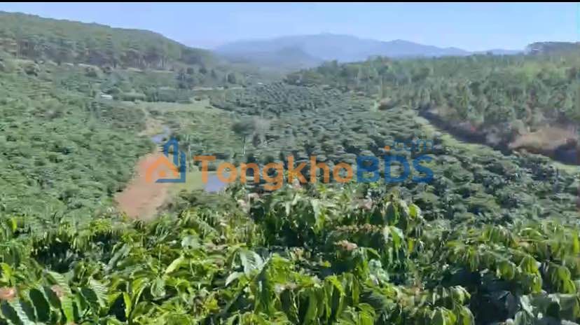 Đất nền Thôn 9 Di Linh 4,3ha - Sổ đỏ chính chủ