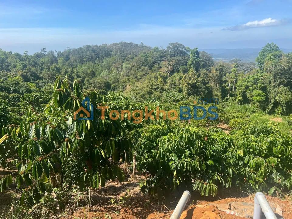 Đất Vườn Lộc Bảo, Bảo Lâm 22.000m² - Giá Đầu Tư 180 Tỷ