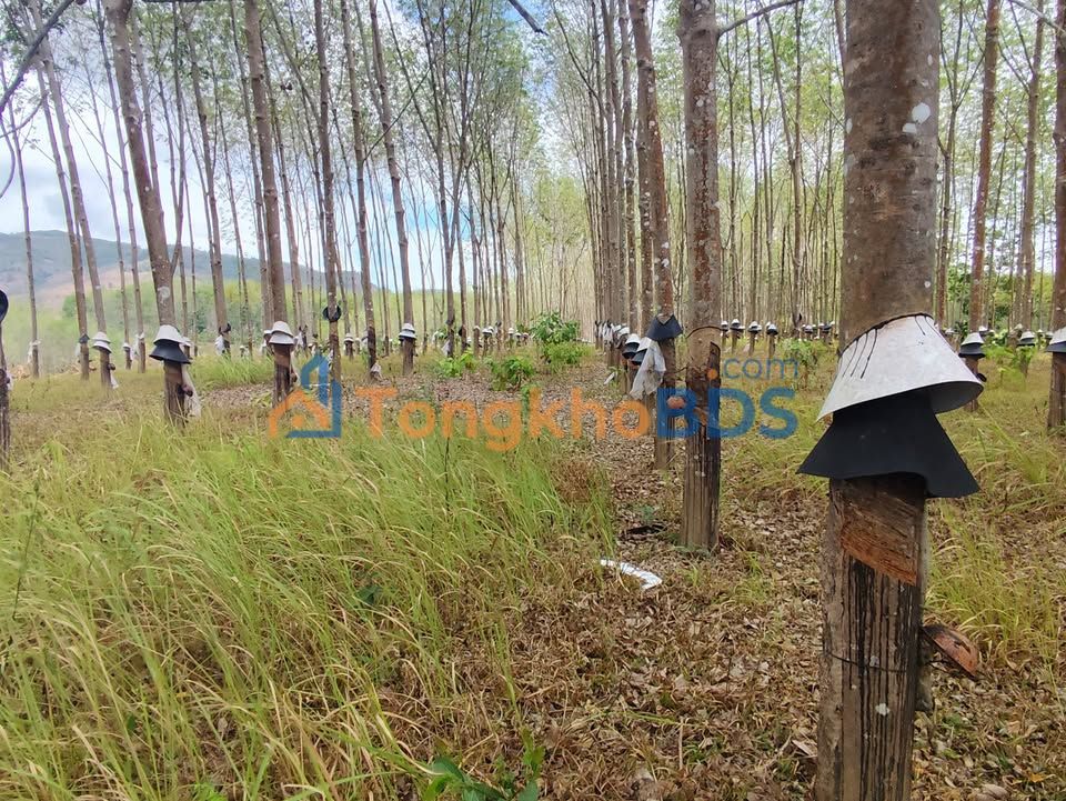 Đất vườn Hơ Moong Kon Tum 24000m² 1.9 tỷ - Pháp lý rõ ràng