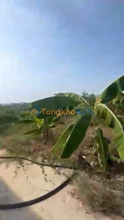 Đất Vườn Đồng Nai 4797m² - Sổ Đỏ Thổ Cư, Mặt Tiền Rộng 62m - Giá Đầu Tư 1.5 Tỷ