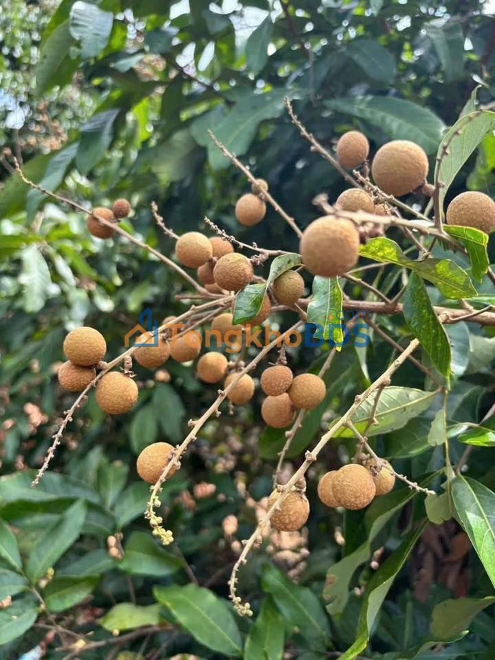 Đất Nền Quận 6 - 173m² Thổ Cư, Mặt Tiền Đường Nhựa, Giá 800 Triệu