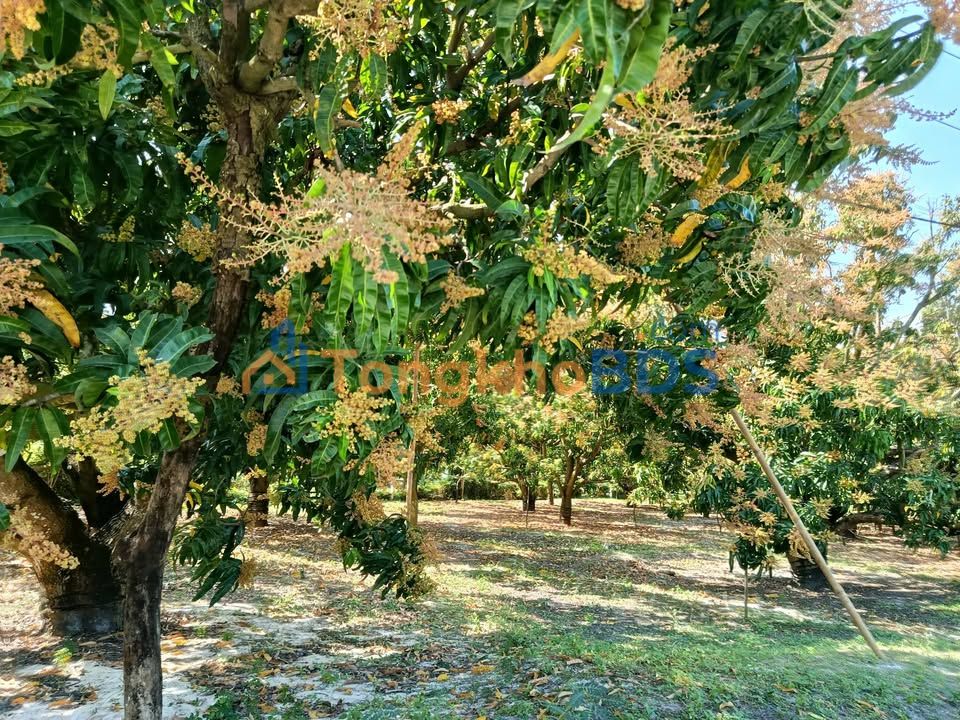 Farm Cam Thành Bắc 1,2ha giá 66 tỷ - Sinh thái xanh